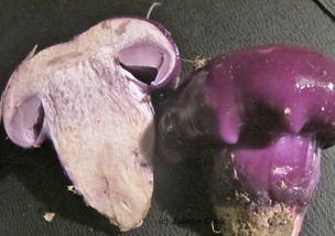 Very thick, violet tinged flesh of Cortinarius Archeri