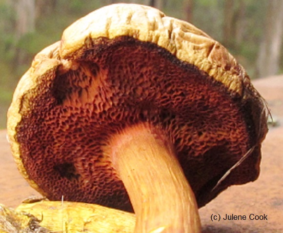 Picture of Chalciporus piperatus mushroom