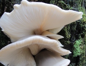 Australian Omphalotus Nidiformis Fungi