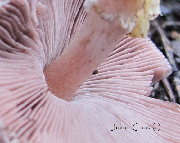 close-up of Agaricus Subrufescens young gills