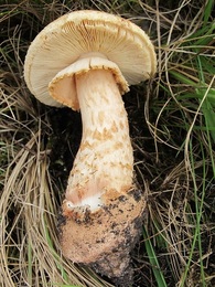 Picture of a thick gilled Australian Amanita mushroom