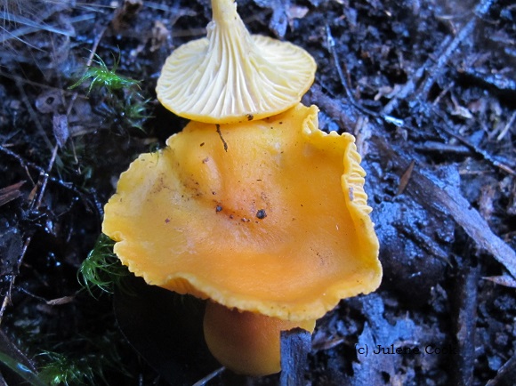 Picture of  the upper surface of the Australian chanterelle