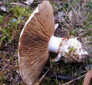 Side-view of mature Cortinarius australiensis mushroom