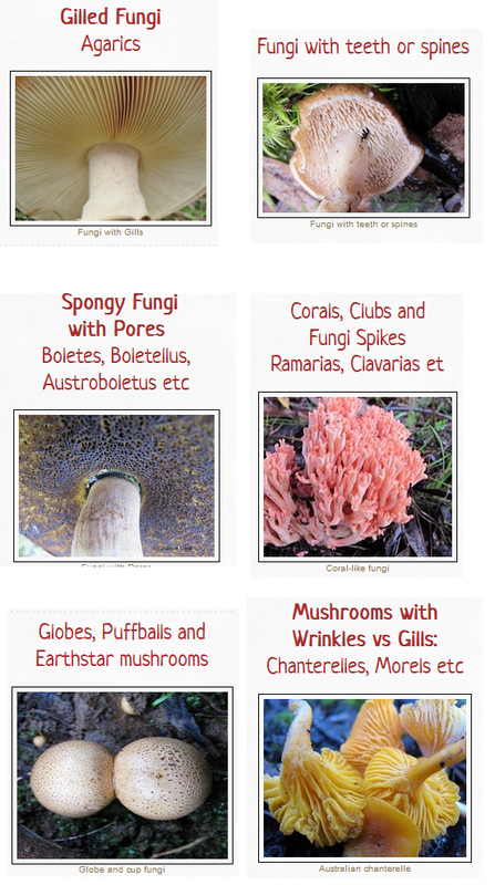 Banner for FungiOz types of fungi menu