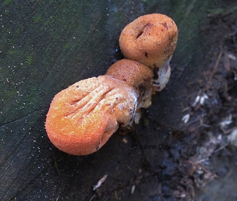 Picture of Unidentified Australian puff-ball fungi