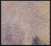 Picture of an aerolate fungi surface