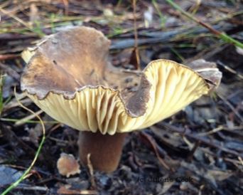 Picture of the Australian Lactarius wirrabara fungi
