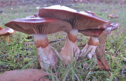 A view of Cortinarius Archeri showing rust-coloured spore stain on the stem