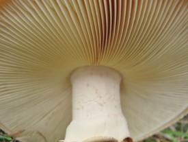 Gilled Fungi