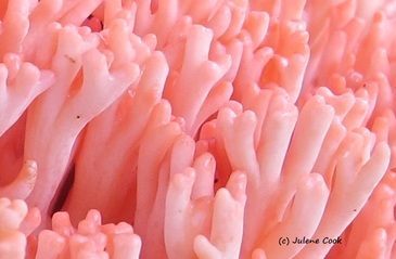 Picture of Rounded apices of Ramaria Botroytoides