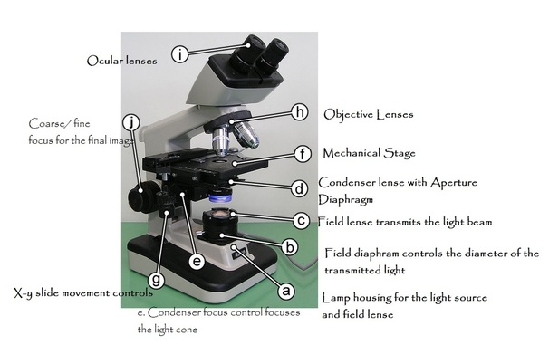 Microscope light source tips fungi identification - FungiOz - Australian fungi & more