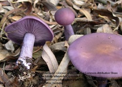 Picture of wood-blewits