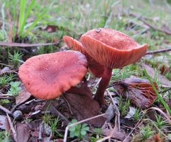 Young Lactarius eucalypti mushrooms