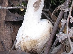 The bulb of an Australian Amanita