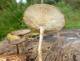 Fungi underside taken with flash