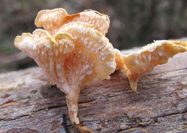 Picture  of Podoserpula pusio's spore bearing crinkles.