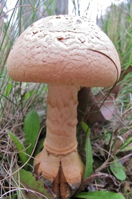 Picture of a Large pink Australian Amanita