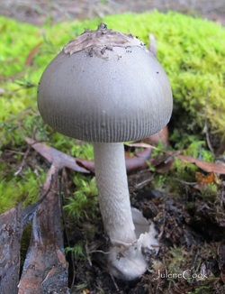 Picture of Amanita punctata  mushroom