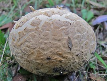 Picture an Australian Amanita mushroom with
