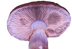 Picture Cortinarius stem with rust  stained stem