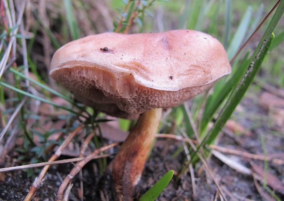 Picture of  the Australian pored mushroom,Fistulina mollis