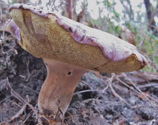 Picture of the mature pink stem and yellow pores of a  large unidentifiedAustralian bolete