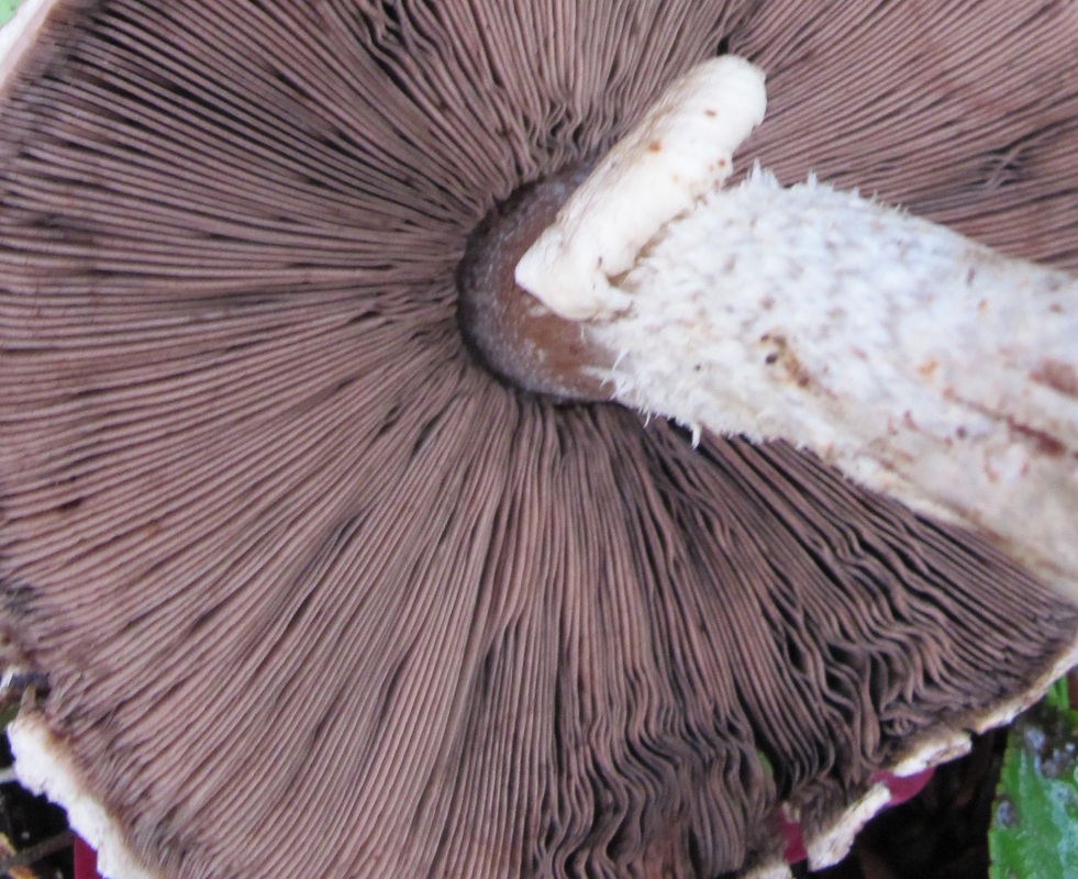 Agaricus austrovinaceus mushroom, close up of close and free gills.