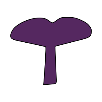 An umbilicate fungi cap