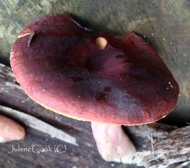 Picture of Australian Russula Purpureoflava mushroom