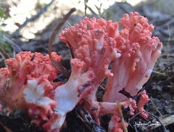 Picture of an Australian pink Ramaria