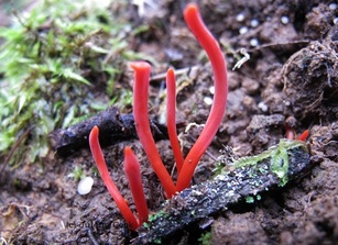 Picture of the Australian fungus, Clavaria miniata.