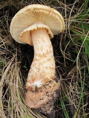 Picture of a thick gilled Australian Amanita mushroom