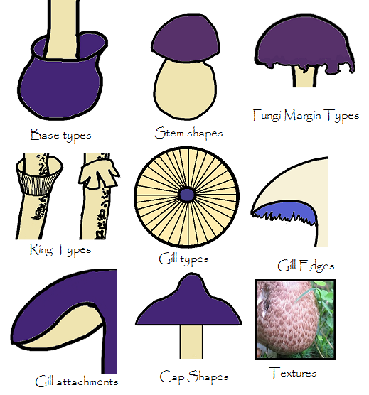 IIllustrated Mycology Glossaries